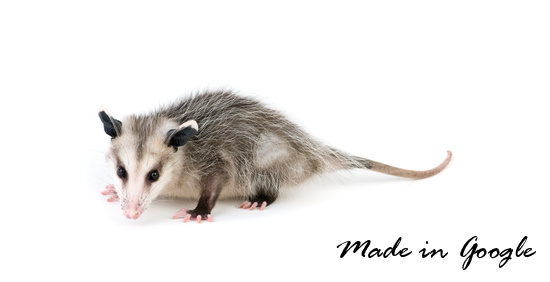 Découvrez Google Opossum, une mise à jour impactant le SEO local